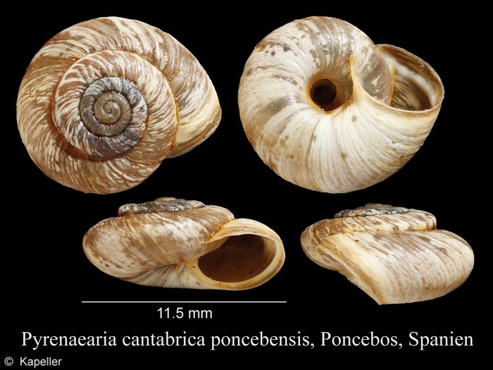 Pyrenaearia cantabrica poncebensis Pyrenaearia cantabrica poncebensis