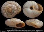 Pyrenaearia cantabrica schaufussi