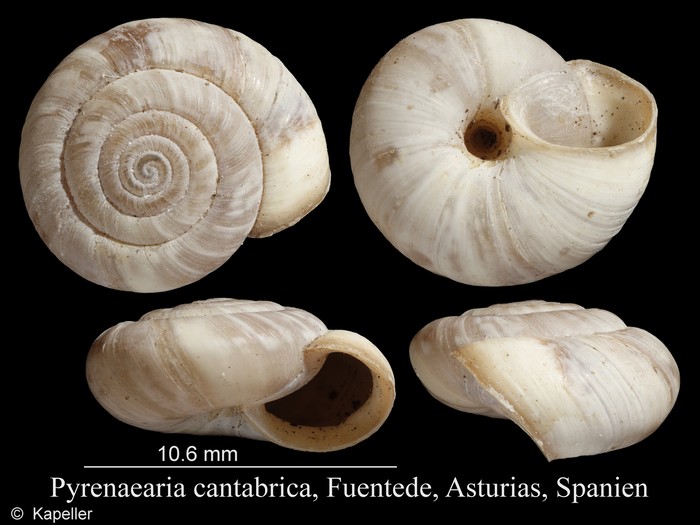 Pyrenaearia cantabrica Pyrenaearia cantabrica