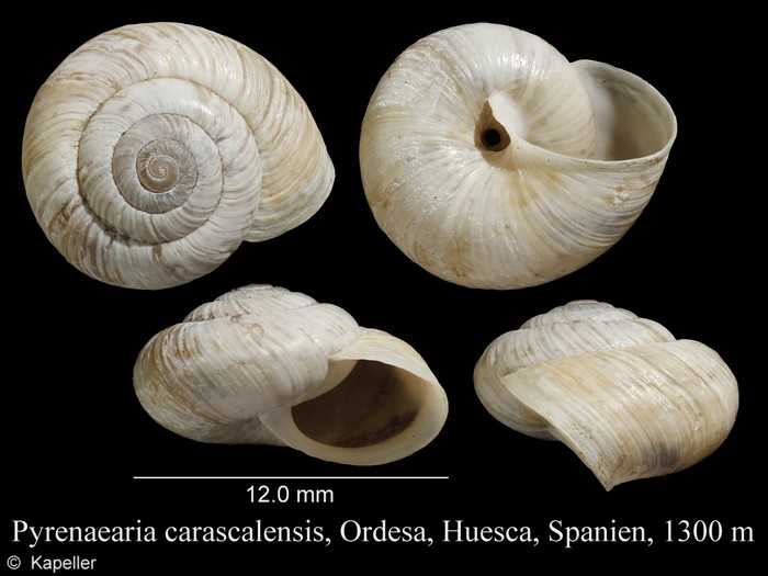 Pyrenaearia carascalensis