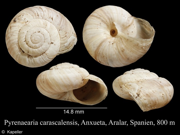 Pyrenaearia carascalensis