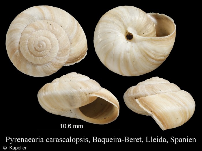 Pyrenaearia carascalopsis Pyrenaearia carascalopsis