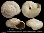 Pyrenaearia cotiellae