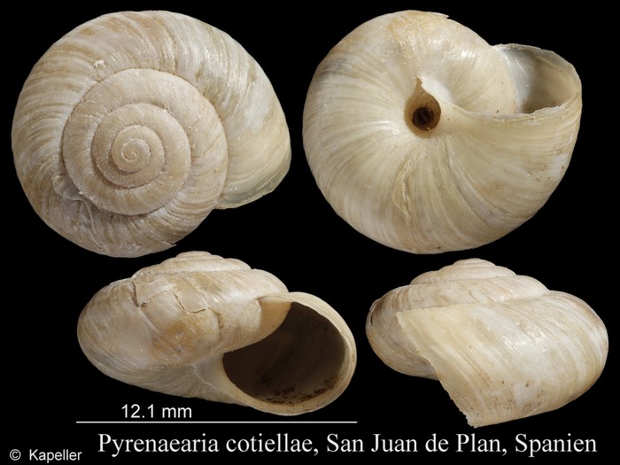 Pyrenaearia cotiellae Pyrenaearia cotiellae