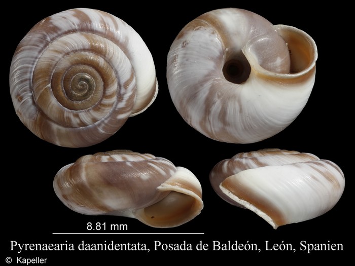 Pyrenaearia daanidentata