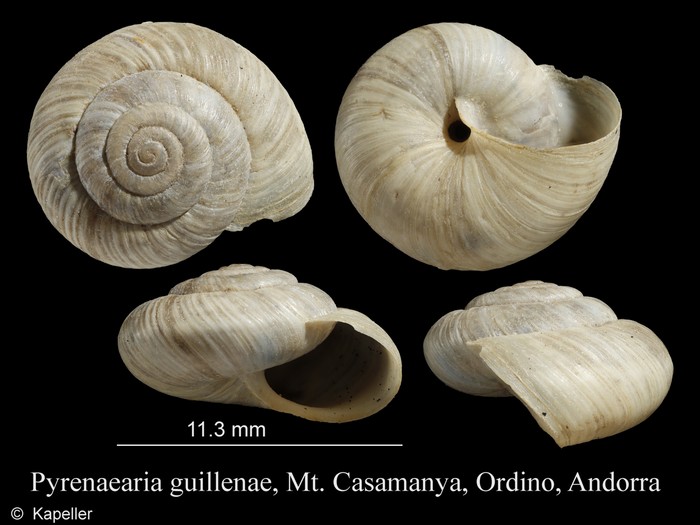 Pyrenaearia guillenae