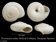 Pyrenaearia molae