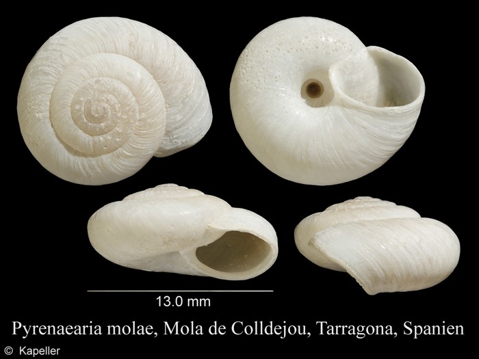 Pyrenaearia molae