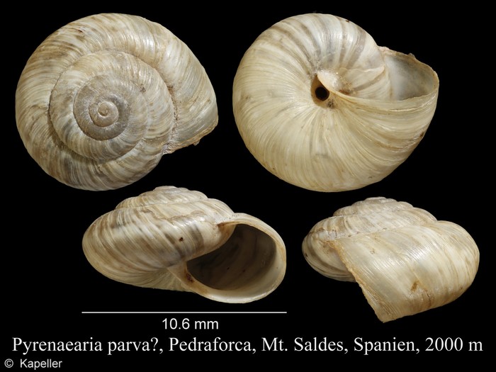 Pyrenaearia parva