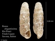 Renea elegantissima