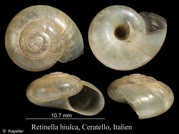 Retinella hiulca