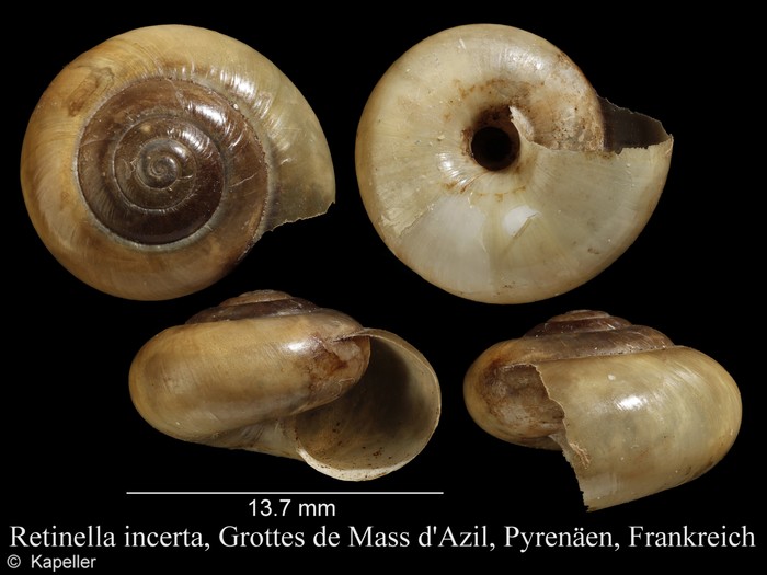 Retinella incerta Retinella incerta