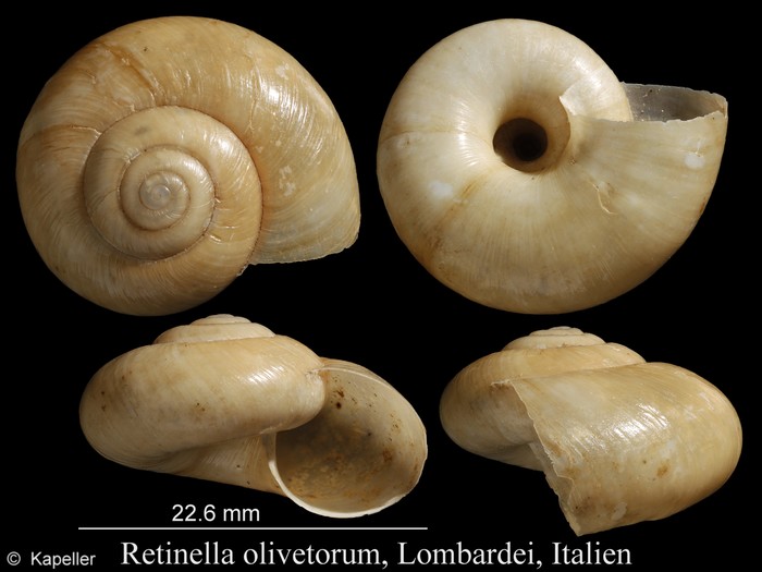 Retinella olivetorum Retinella olivetorum