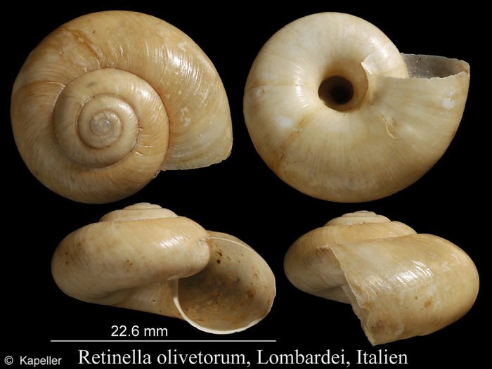 Retinella olivetorum