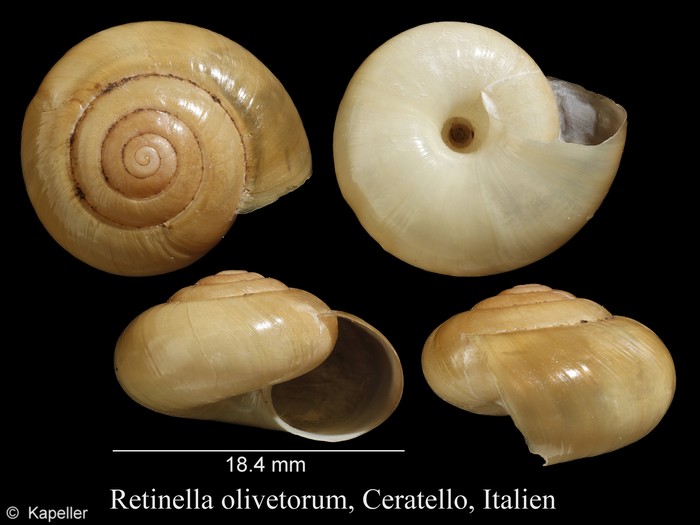 Retinella olivetorum Retinella olivetorum