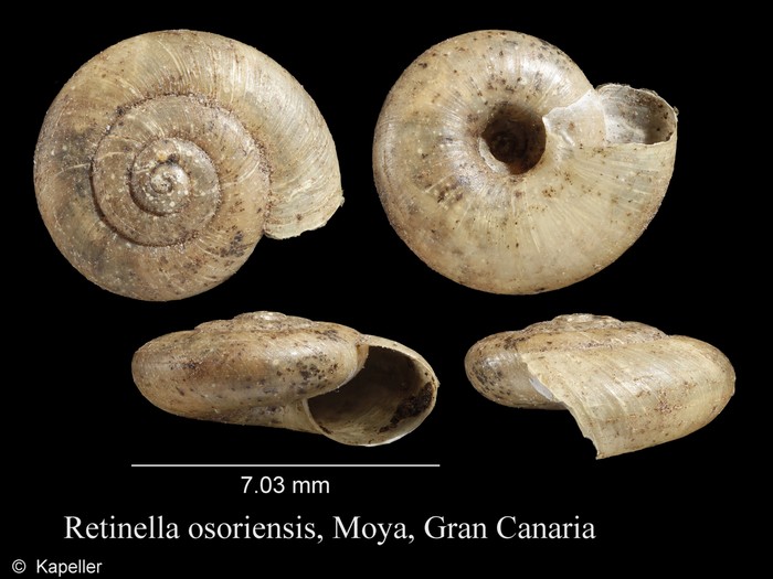 Retinella osoriensis