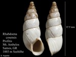 Rhabdoena cosensis