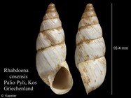 Rhabdoena cosensis