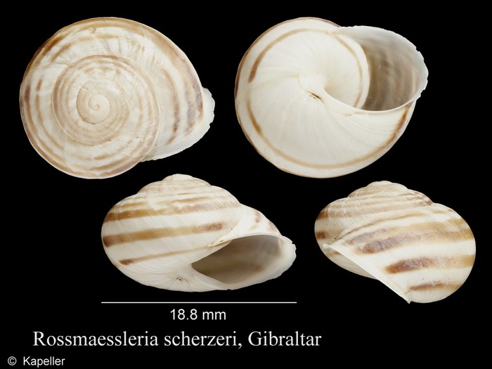 Rossmaessleria scherzeri