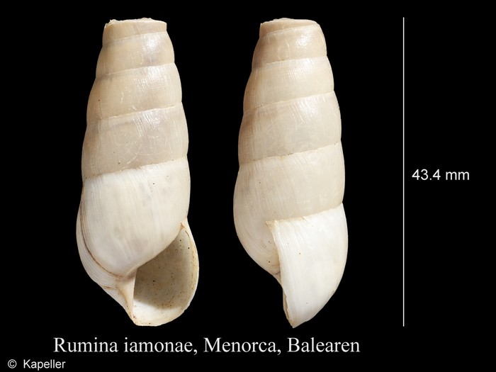 Rumina iamonae Rumina iamonae