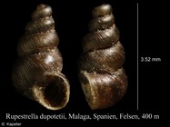 Rupestrella dupotetii