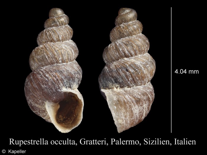 Rupestrella occulta Rupestrella occulta