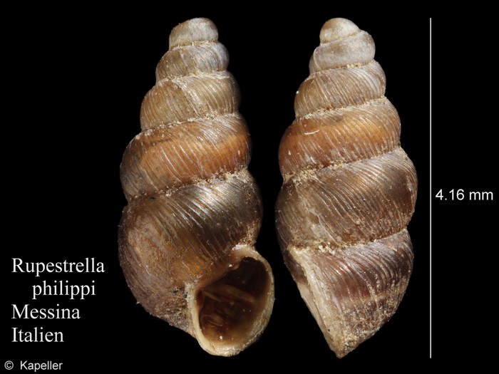 Rupestrella philippii Rupestrella philippii