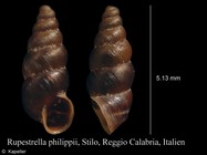 Rupestrella philippii