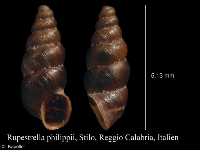 Rupestrella philippii Rupestrella philippii