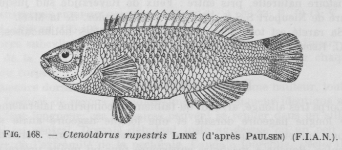 Poll (1947, fig. 168) Poll (1947, fig. 168)