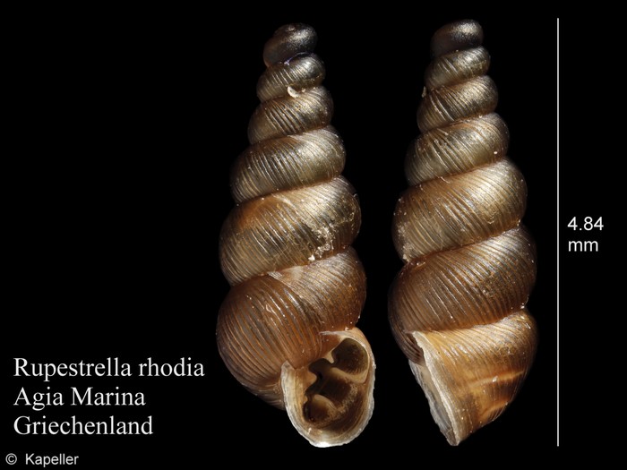 Rupestrella philippii