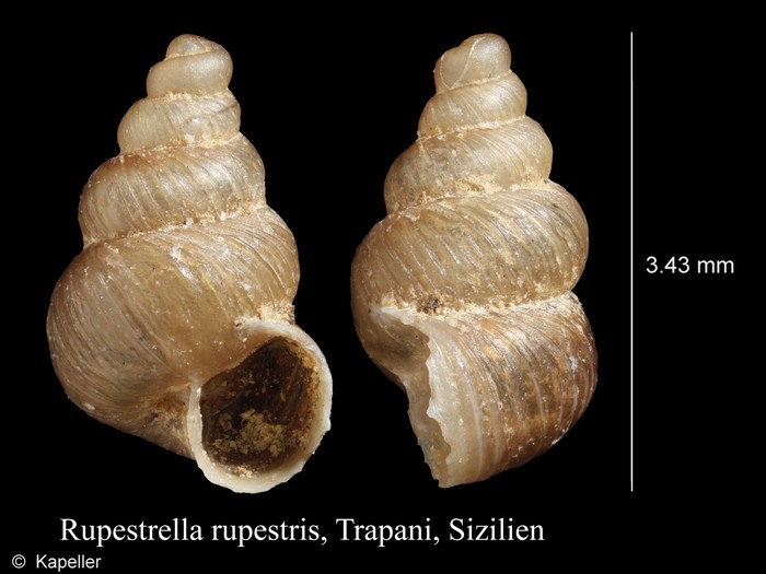 Rupestrella rupestris