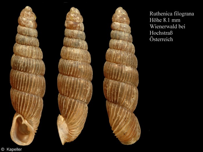 Ruthenica filograna Ruthenica filograna