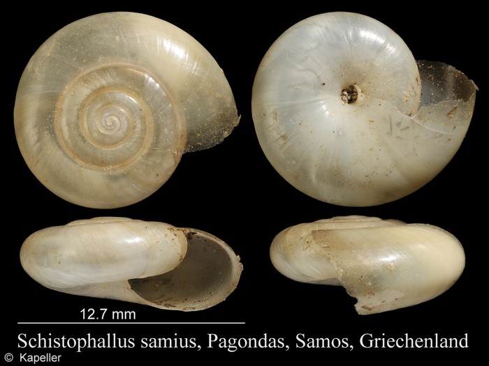 Schistophallus samius Schistophallus samius
