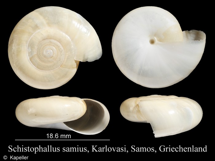 Schistophallus samius