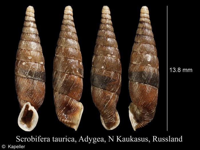 Scrobifera taurica