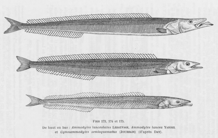 Poll (1947, fig. 173, 174 & 175) Poll (1947, fig. 173, 174 & 175)