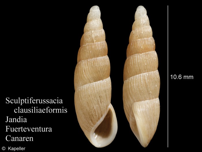 Sculptiferussacia clausiliaeformis