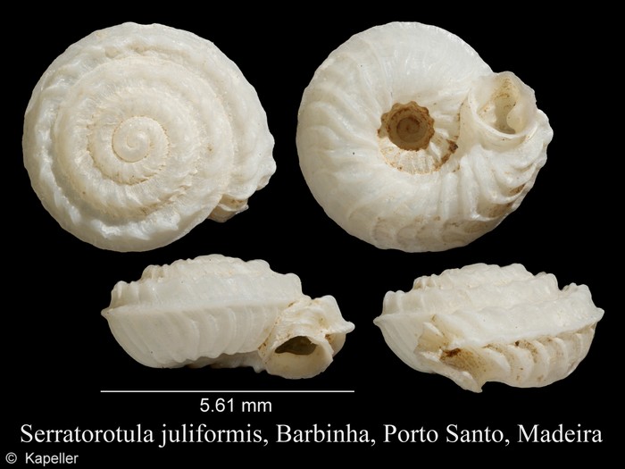 Serratorotula juliformis Serratorotula juliformis