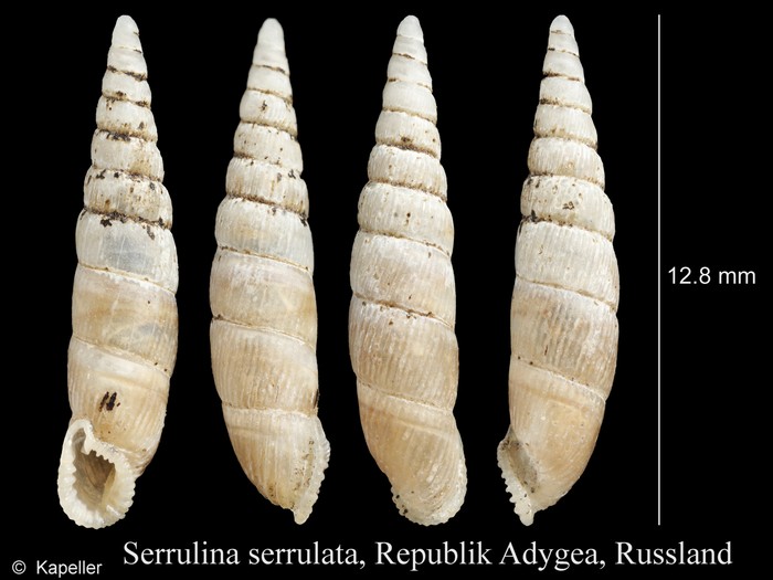 Serrulina serrulata