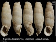 Siciliaria leucophryna