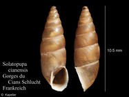 Solatopupa cianensis