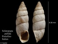 Solatopupa pallida