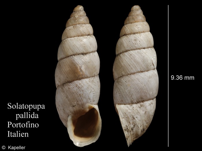 Solatopupa pallida Solatopupa pallida