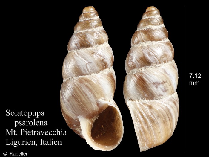Solatopupa psarolena Solatopupa psarolena