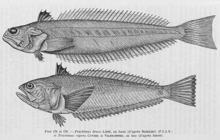 Poll (1947, fig. 178 & 179) Poll (1947, fig. 178 & 179)