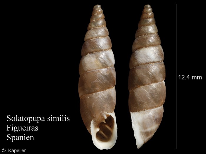 Solatopupa similis Solatopupa similis