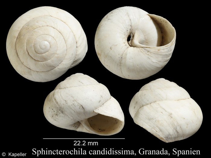 Sphincterochila candidissima