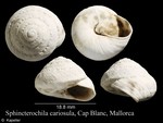 Sphincterochila cariosula