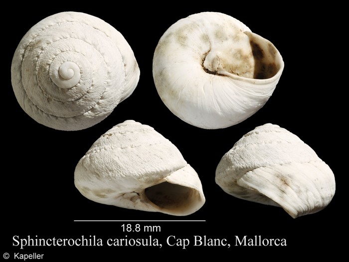 Sphincterochila cariosula